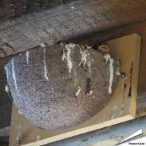 Kunstnistkasten Rauchschwalbe