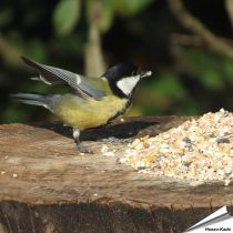 Premium Futtersäulen-Mix mit Anissamen (1 kg)