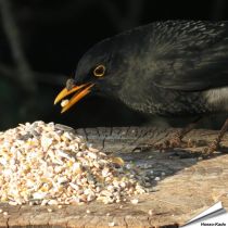 Aniculis - Premium Wildvogelfuttermischung mit Anissamen ✔️ Anissamen können das Immunsystem stimulieren ✔️ Ganzjährig - Für Gartenvögel ✔️ Online kaufen bei Hoezo-Kado