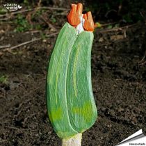 Veggie Stick - Zucchini