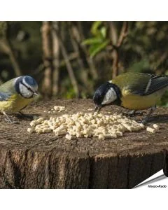 Vegetarische Fett-Leckerbissen mit Erdnüssen für Vögel ✔️ Keine tierischen Produkte - Rein pflanzlich ✔️ Ohne Palmöl - Nachhaltig ➤ Kaufe Aniculis Vogelfutter bei Hoezo-Kado