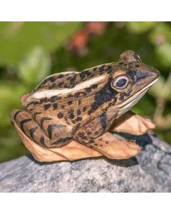 DecoAnimal Moorfrosch von Wildlife Garden. Handgeschnitzte Holzfigur mit geflecktem Rücken, großen Augen und natürlicher Bemalung. 7,6 cm lang.