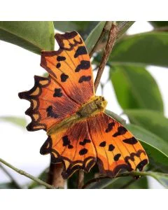 Die DecoButterfly Serie von Wildlife Garden kann sowohl als Dekoration wie auch als Geschenk verwendet werden.