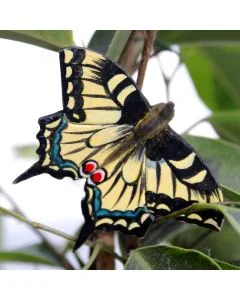 Die DecoButterfly Serie von WildlifeGarden kann sowohl als Dekoration wie auch als Geschenk verwendet werden.