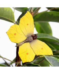 Die DecoButterfly Serie von WildlifeGarden kann sowohl als Dekoration wie auch als Geschenk verwendet werden.