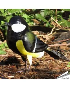 Metallvogel - Kohlmeise 