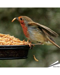 Gedroogde meelwormen