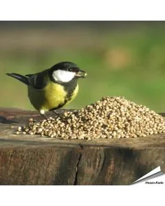 Hanfsamen für Wildvögel online kaufen? www.hoezo-kado.de