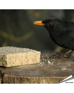 Das Amsel Männchen geniesst vom Energieblock mit Mehlwürmern (280g)