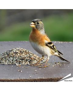 Premium Artenfutter - Gimpel und andere Finkenarten