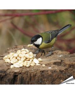 Äusserst hochwertige, blanchierte Erdnüsse für Wildvögel ✔️ Reich an Ballaststoffen, Ölen und Proteinen ✔️ Ganzjähriges, energiereiches Wildvogelfutter ➤ Kaufe bei www.hoezo-kado.de