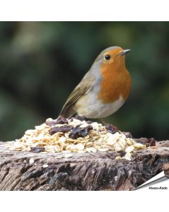 Premium - Fettfutter für Gartenvögel | Aniculis Vogelfutter | Hoezo-Kado