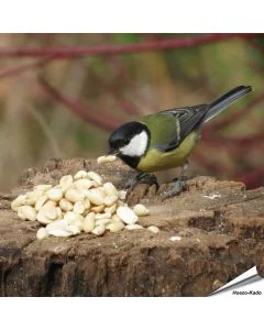 Äusserst hochwertige, blanchierte Erdnüsse für Wildvögel ✔️ Reich an Ballaststoffen, Ölen und Proteinen ✔️ Ganzjähriges, energiereiches Wildvogelfutter ➤ Kaufe bei www.hoezo-kado.de