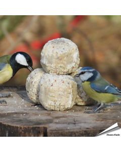 Premium Meisenknödel mit Insekten und Mehlwürmer
