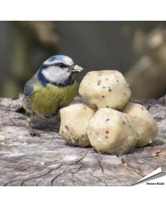 Premium Mini-Meisenknödel mit Insekten - für Gartenvögel - erhältlich auf www.hoezo-kado.de