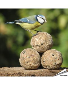 Insektenfett-Meisenknödel von Aniculis ✔️ Insektenknödel ohne Rindertalg ✔️ Energie- und proteinreiche Nahrungsquelle ✔️ Ohne Netz ➤ Online kaufen auf www.hoezo-kado.de