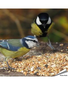 Premium Wildvogel Samenmischung - Futter für Meisenarten