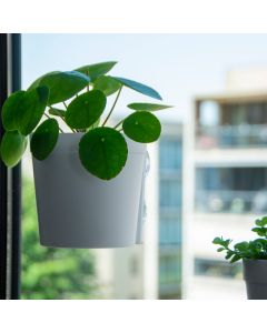 Raambloempot Wit - Creëer een groen raam met deze raambloempotten |Hoezo-Kado onlineshop