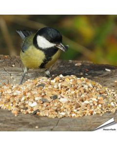 Premium-Samenmischung für Gartenvögel von Aniculis ✔️ Mit sorgfältig ausgewählten Samen und Getreide ✔️ Perfekt für die ganzjährige Fütterung ➤ Online kaufen auf www.hoezo-kado.de