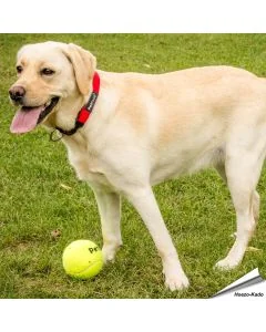 Tennisball XL (100mm)