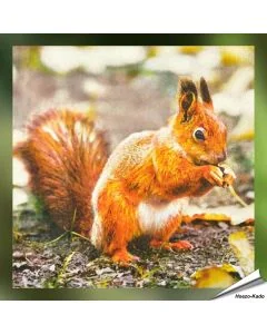 Servetten - Roodborst - Eekhoorn (20 stuks)