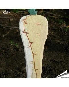 Veggie Stick - Pastinak