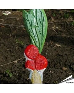 Veggie Stick - Rettich