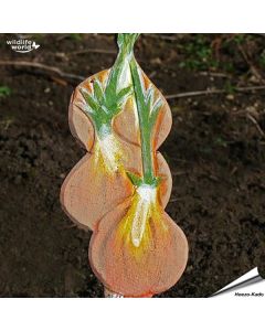 Veggie Stick - Zwiebel