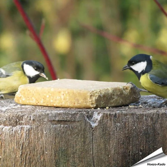Unsere vegetarischen Fettblöcke mit Erdnüssen (Vegan) ohne Palmöl offerieren eine gesunde und nachhaltige Möglichkeit, Deine Vögel zu verwöhnen. Erdnüsse verfügen über gute Nahrungseigenschaften wie Ballaststoffe, Proteine und gesunden Fette und sind eine