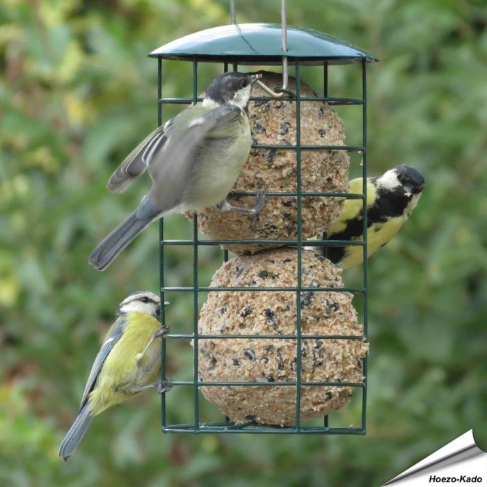 Aniculis Meisenknödelspender für Riesen-Meisenknödel ✔️ Langlebiger, pulverbeschichteter Stahl ✔️ Für kleine und mittelgroße Gartenvögel ✔️ Bestelle im Hoezo-Kado Webshop