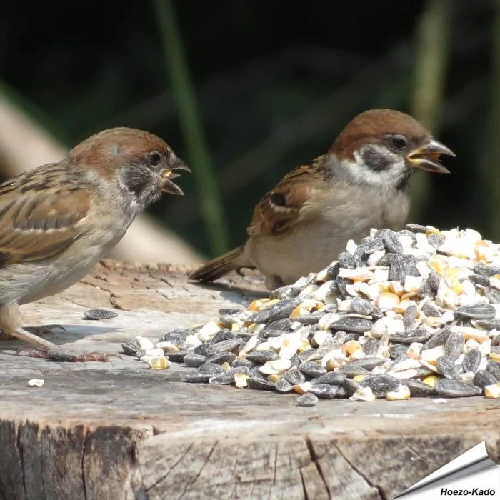 Bio Strooivoer voor tuinvogels (2.5 kg)