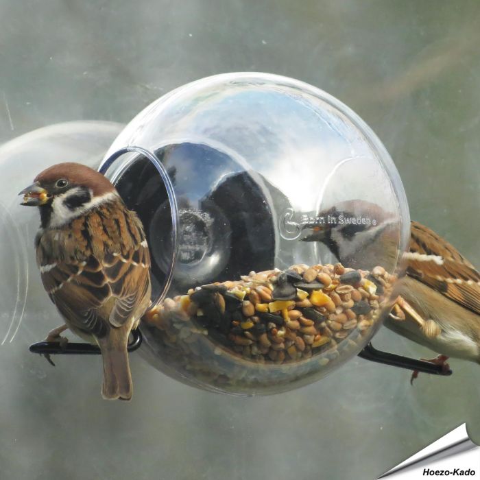 Birdfeeder - Fenster-Vogelfutterstelle - Born in Sweden