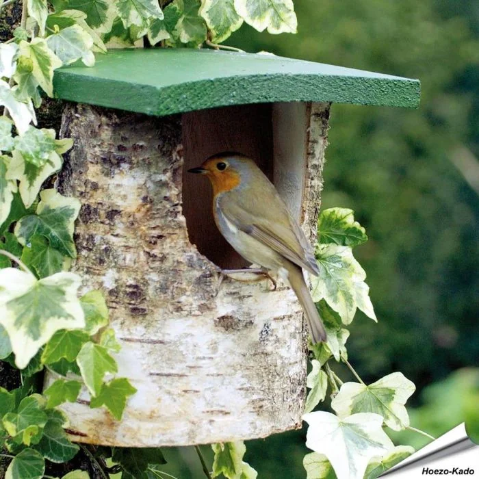 Natürliche Birken-Nisthöhle für Rotkehlchen & andere Halbhöhlenbrüter ✔️ Halboffene Nisthilfe aus Holz ✔️ Idealer Nistplatz für Garten und Balkon