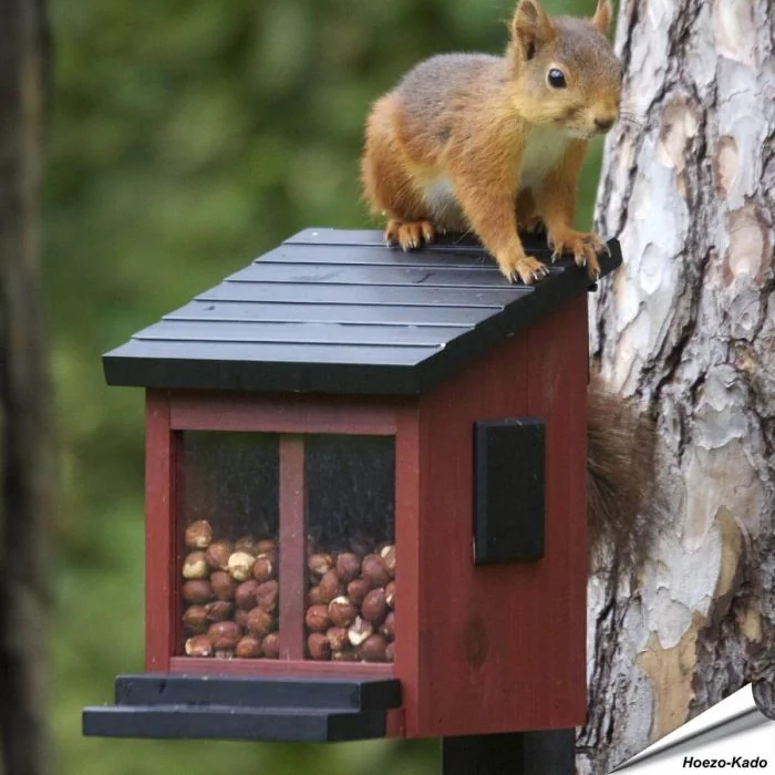 Die Eichhörnchen Futterbox kann mit Nüssen oder speziellem Eichhörnchenfutter gefüllt werden - das Eichhörnchen kann das Menu einfach durch das grosse Fenster auf der Vorderseite sehen.