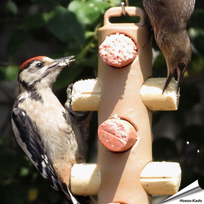 Energierollenpaket - Energierollen (12 x 90g) + Halter - Hoezo-Kado