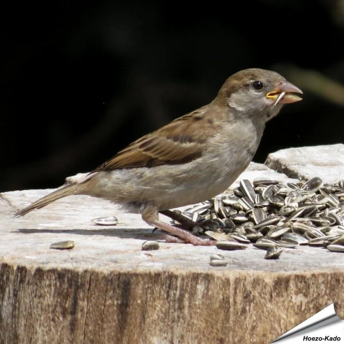Gestreifte Sonnenblumenkerne für wildlebende Vögel ✔️ Hoher Energiegehalt ✔️ Flexibel verwendbar ✔️ Natürlich & qualitätsbewusst ➤ Bestelle jetzt bei Hoezo-Kado
