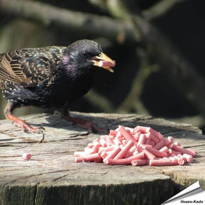 Leckerbissen mit Beeren für Wildvögel