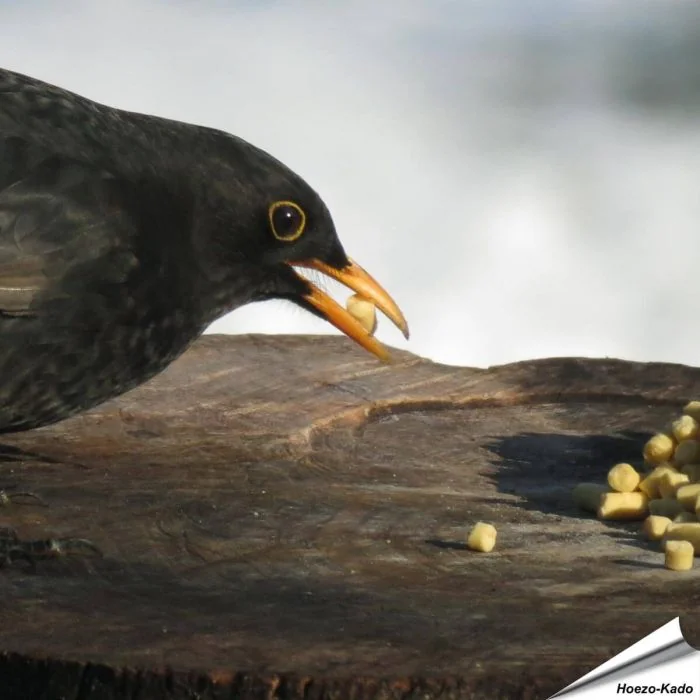 Leckerbissen mit Insekten (5 kg)