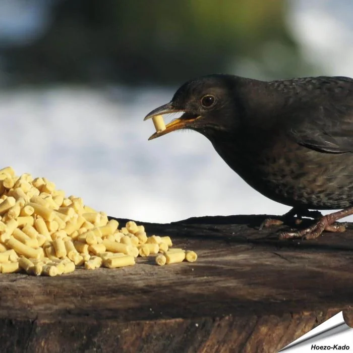 Traktaties met insecten voor wilde vogels - www.hoezo-kado.nl