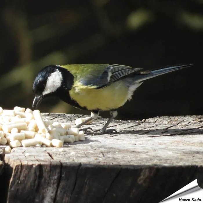 Leckerbissen mit Mehlwürmern für Gartenvögel