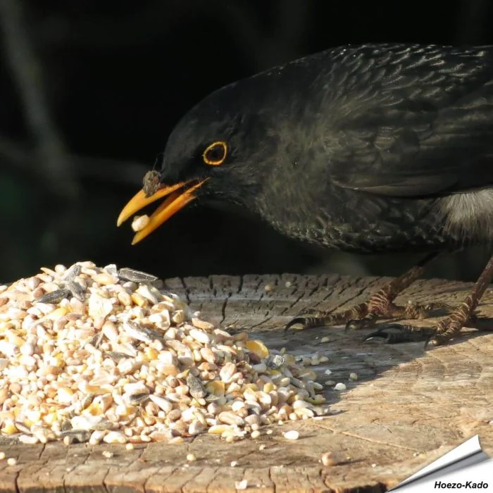 Premium Futtersäulen-Mix mit Anissamen für Amseln