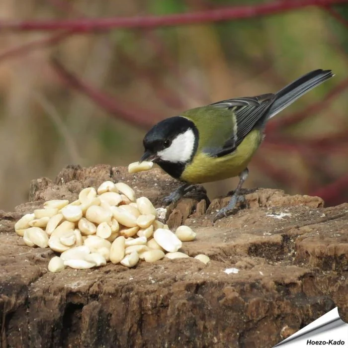 Äusserst hochwertige, blanchierte Erdnüsse für Wildvögel ✔️ Reich an Ballaststoffen, Ölen und Proteinen ✔️ Ganzjähriges, energiereiches Wildvogelfutter ➤ Kaufe bei www.hoezo-kado.de