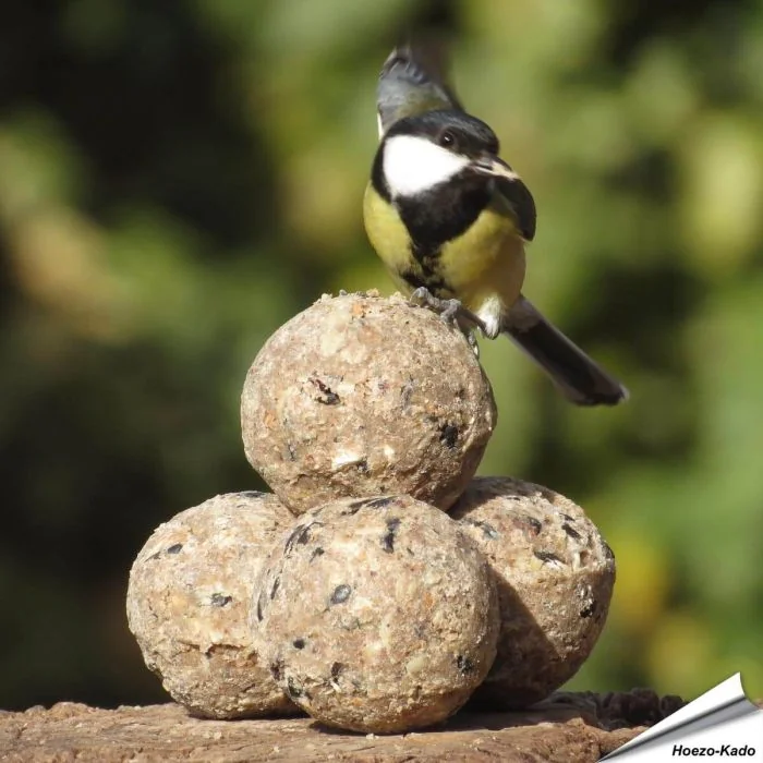Premium Insektenfett-Meisenknödel (45 x 90g)