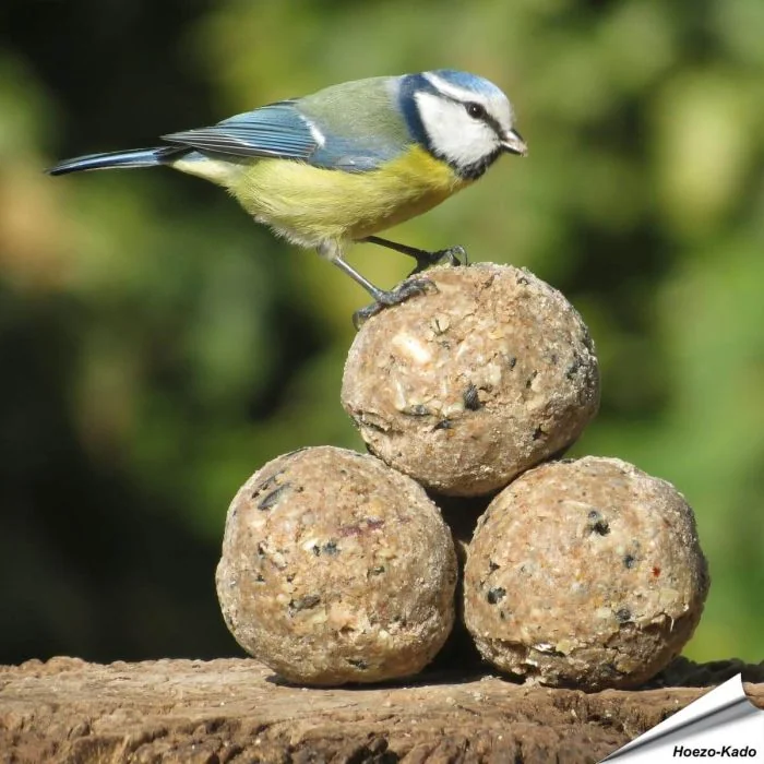 Insektenfett-Meisenknödel von Aniculis ✔️ Insektenknödel ohne Rindertalg ✔️ Energie- und proteinreiche Nahrungsquelle ✔️ Ohne Netz ➤ Online kaufen auf www.hoezo-kado.de