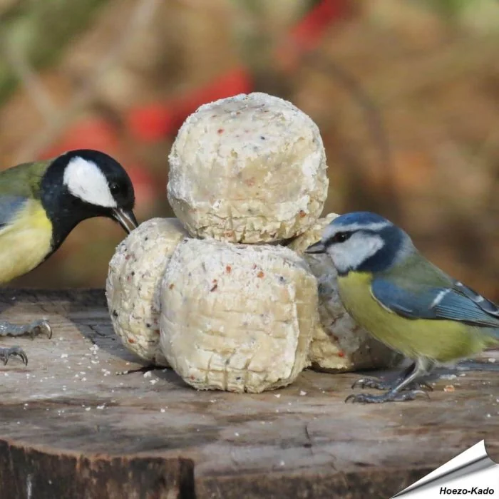 Premium Meisenknödel von Aniculis mit Insekten und Mehlwürmer