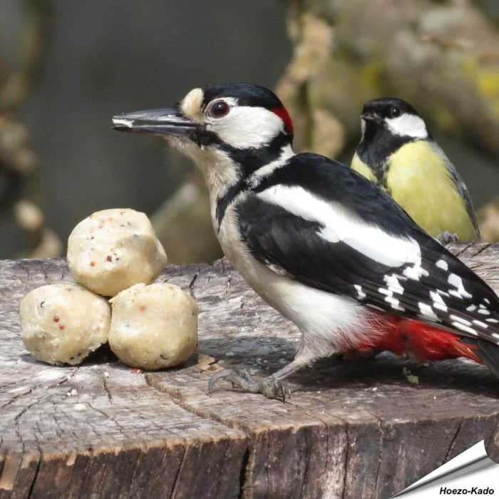 Kleine Fettknödel für Wildvögel - Wildvogelfutter - Hoezo-Kado