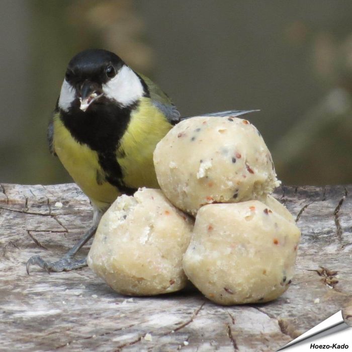 Kleine Fettknödel für Wildvögel - Wildvogelfutter - Hoezo-Kado