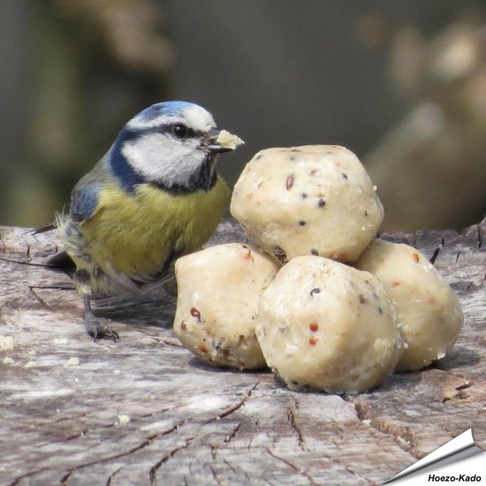 Premium Mini-Meisenknödel mit Insekten - für Gartenvögel - erhältlich auf www.hoezo-kado.de