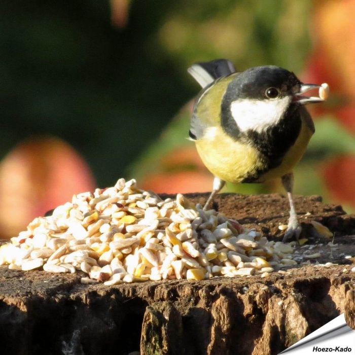 Premium Keimfreie Futtermischung (2.5 kg)