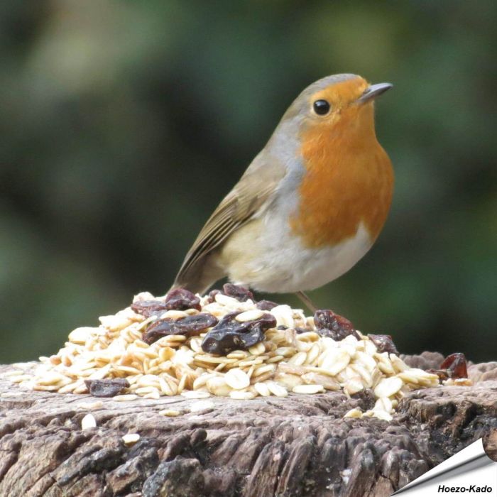 Premium - Fettfutter für Gartenvögel (2 kg)